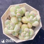 Graptopetalum Bubble Gum Clustering