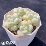 Graptopetalum Bubble Gum Clustering - Image 2