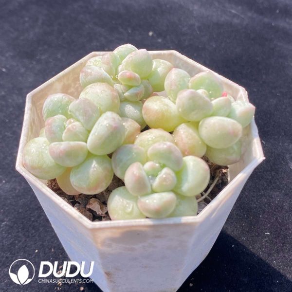 Graptopetalum Bubble Gum Clustering - Image 2