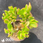 Crassula Ovata Gollum Old Stem Clustering