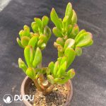 Crassula Ovata Gollum Old Stem Clustering - Image 2