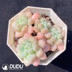 Echeveria Rococo Clustering