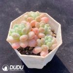 Echeveria Rococo Clustering - Image 2