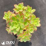 Aeonium decorum f. variegata Clustering