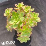 Aeonium decorum f. variegata Clustering - Image 2