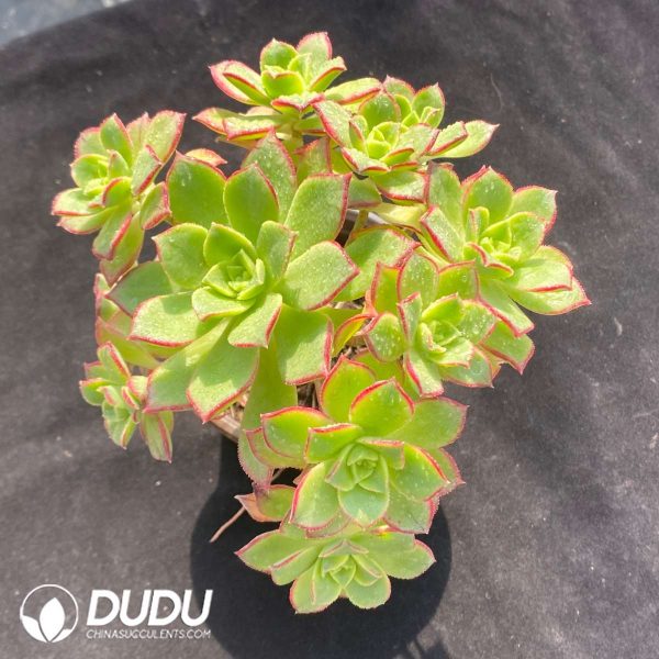 Aeonium decorum f. variegata Clustering - Image 2