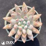 Pachyphytum Solomon