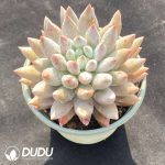 Pachyphytum Solomon - Image 2