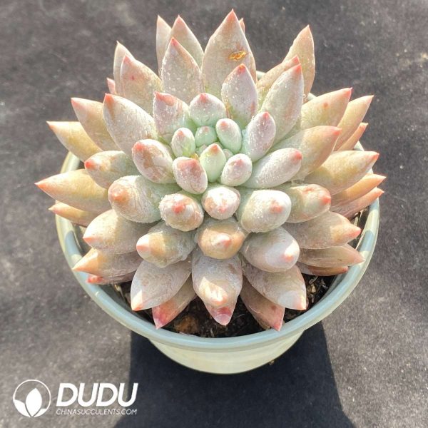Pachyphytum Solomon - Image 2