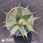 Agave Horrida No.1