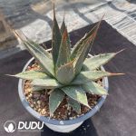 Agave Horrida No.1 - Image 2