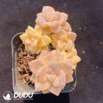 Pachyphytum Apricot Beauty Clustering