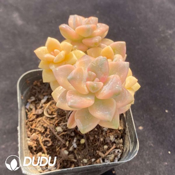 Pachyphytum Apricot Beauty Clustering - Image 2