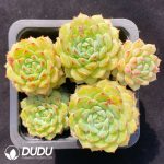 Echeveria Panda Clustering