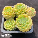 Echeveria Panda Clustering - Image 2