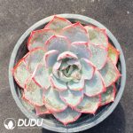 Echeveria Hera