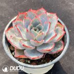 Echeveria Hera - Image 2