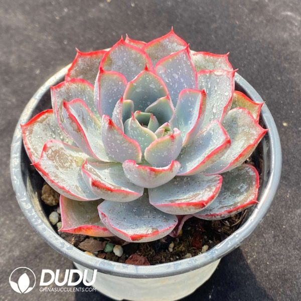 Echeveria Hera - Image 2
