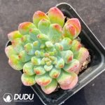 Echeveria Blue Apple