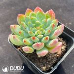 Echeveria Blue Apple - Image 2