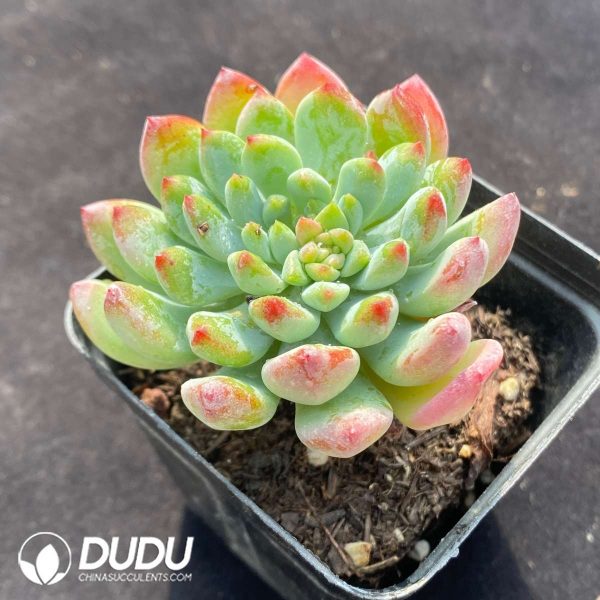 Echeveria Blue Apple - Image 2