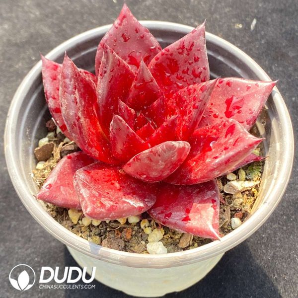 Echeveria Rubin - Image 2