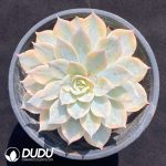 Echeveria subsessilis variegated
