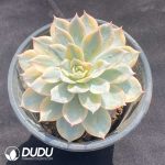 Echeveria subsessilis variegated - Image 2