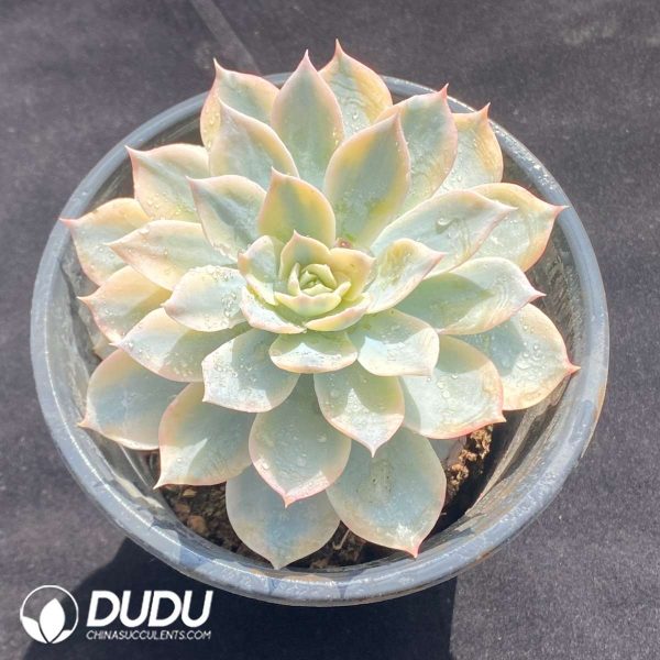 Echeveria subsessilis variegated - Image 2