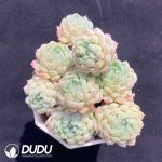Echeveria Ball of Fat
