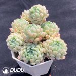 Echeveria Ball of Fat - Image 2
