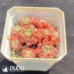 Echeveria Lovely Bubble