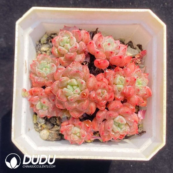 Echeveria Lovely Bubble - Image 2