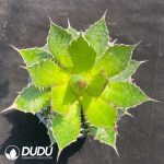 Agave Horrida No.2