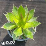 Agave Horrida No.2 - Image 2