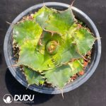 Agave Titanota Gentry