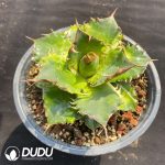 Agave Titanota Gentry - Image 2