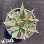 Agave Utahensis Var. Eborispina