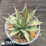 Agave Utahensis Var. Eborispina - Image 2