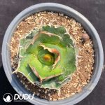 Agave Titanota Blue Whale