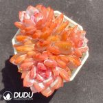 Echeveria Star Orange Clustering