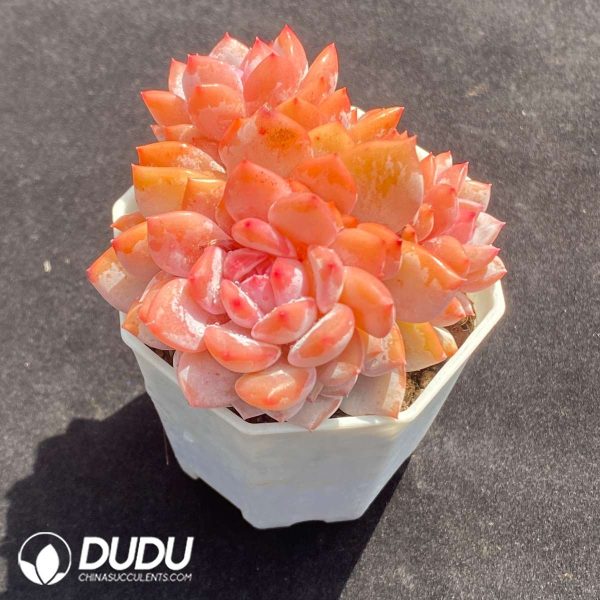 Echeveria Star Orange Clustering - Image 2