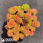 Sedum Berries Clustering