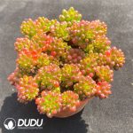 Sedum Berries Clustering - Image 2