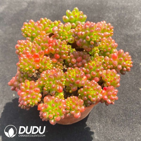 Sedum Berries Clustering - Image 2