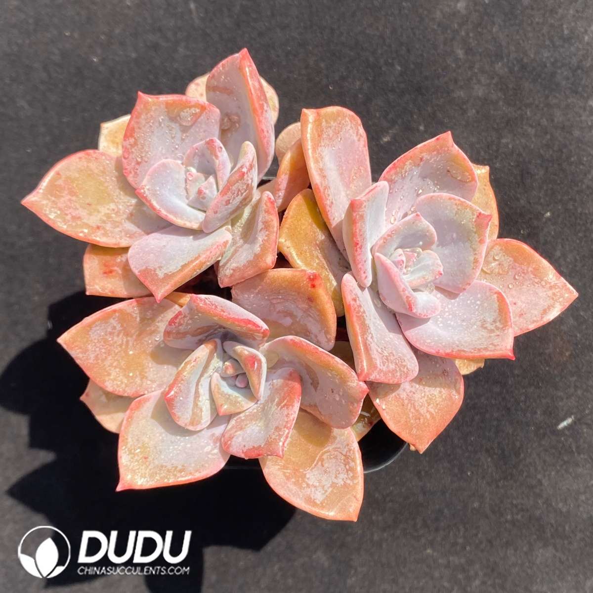 09665D70201.jpg Echeveria Purple Pearl Clustering - Image 1