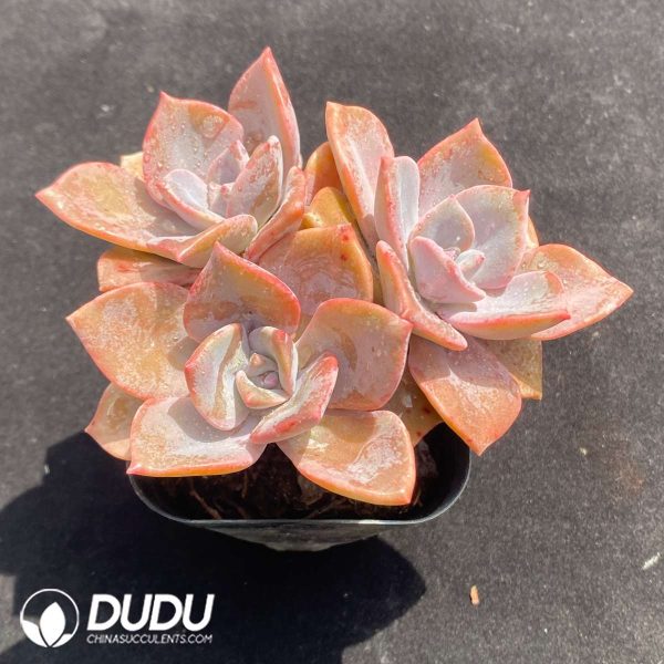 Echeveria Purple Pearl Clustering - Image 2