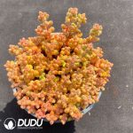 Sedum Coral Bead Clustering