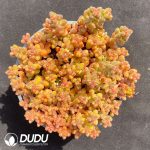Sedum Coral Bead Clustering - Image 2