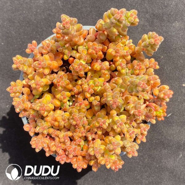 Sedum Coral Bead Clustering - Image 2